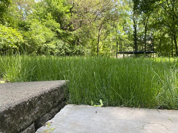 E-Green Services LLC