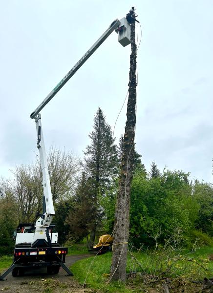 Rich's Tree Service