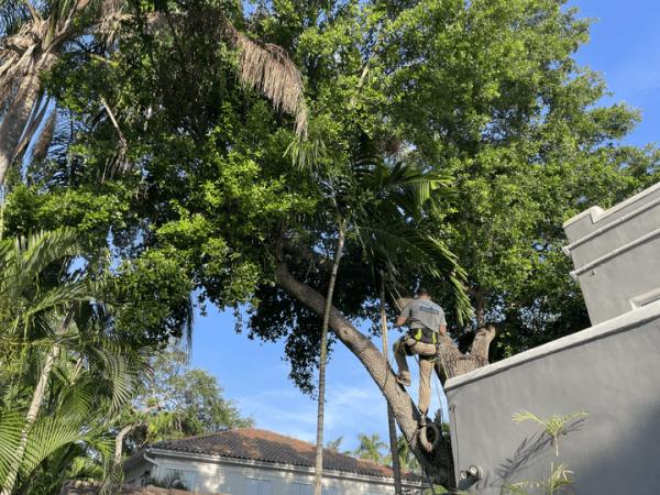 Sunshine Grove Arbors
