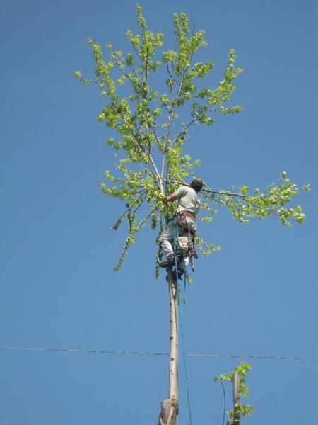 Green Shadow Tree Service