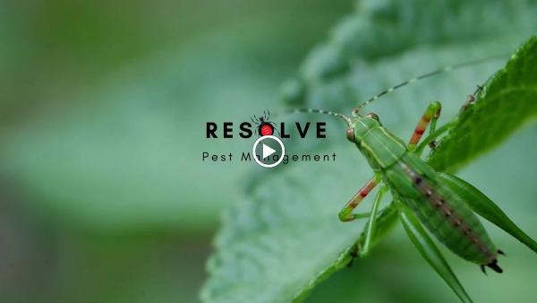 Resolve Pest Management