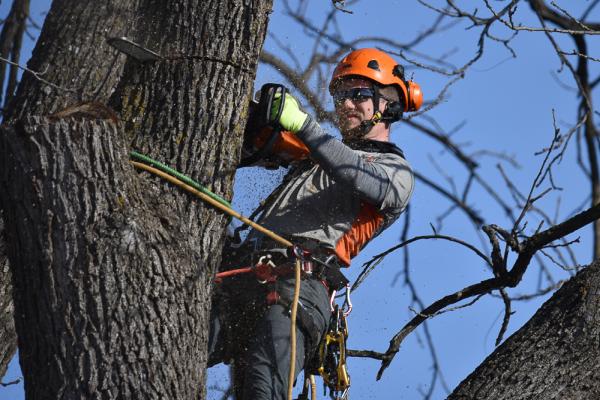 Arborwise Tree Management
