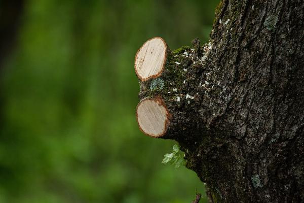 Aaron's Outdoors Tree Service