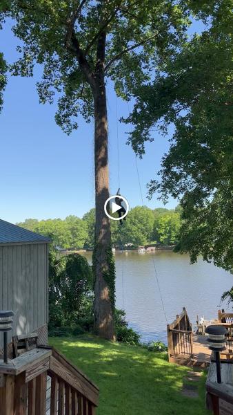 Lee's Tree Services