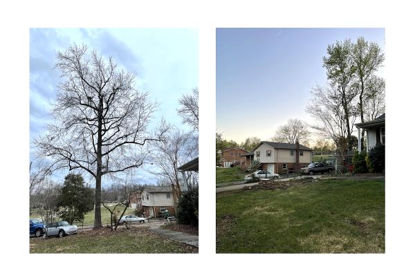 Lee's Tree Services