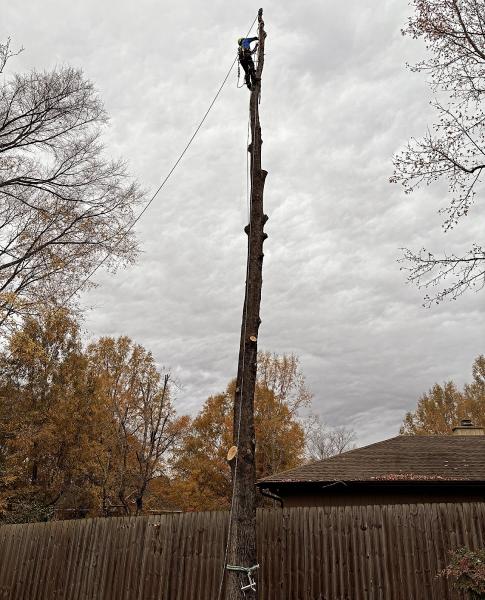 Lee's Tree Services