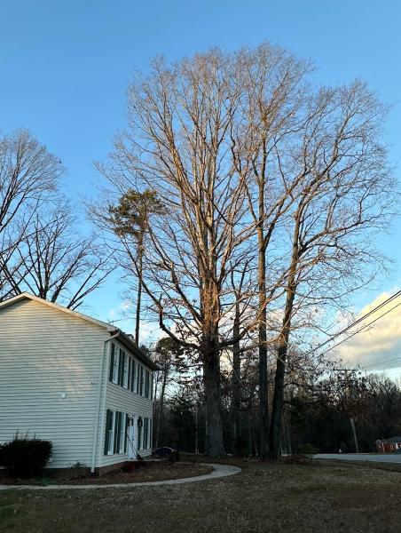 Lee's Tree Services