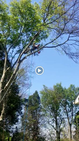 John Scroggins Tree Services