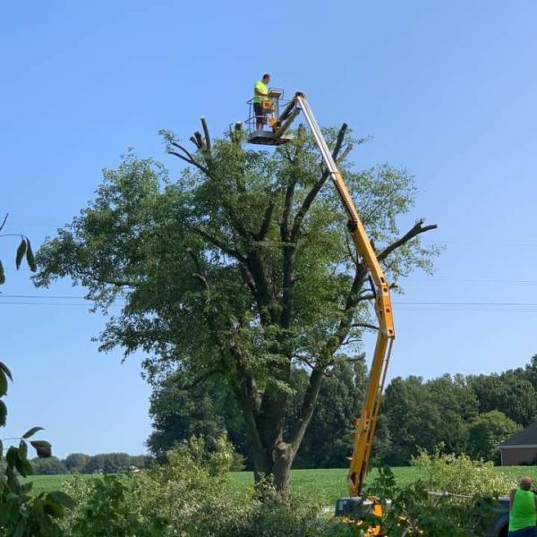 John Scroggins Tree Services