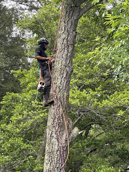 Gilbert's Tree Services