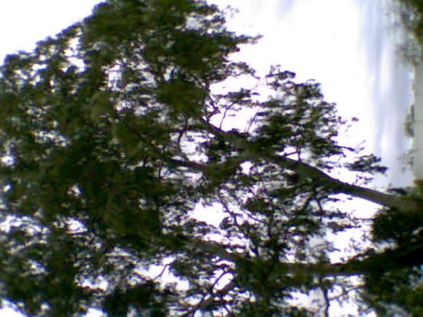 Phoenix Trim a Tree LLC