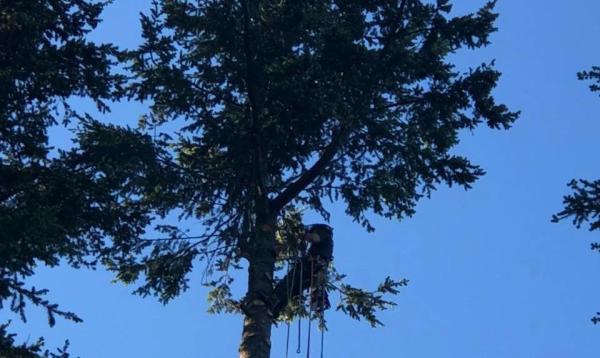 Star Tree Service