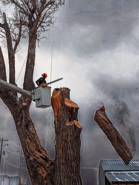 Pieks Tree Service