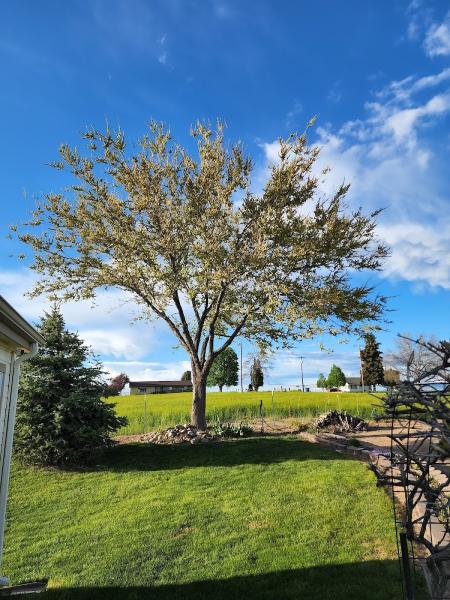 Pieks Tree Service