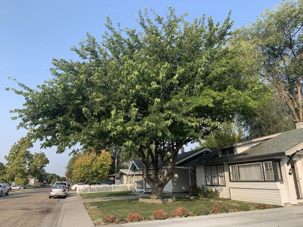 Pieks Tree Service