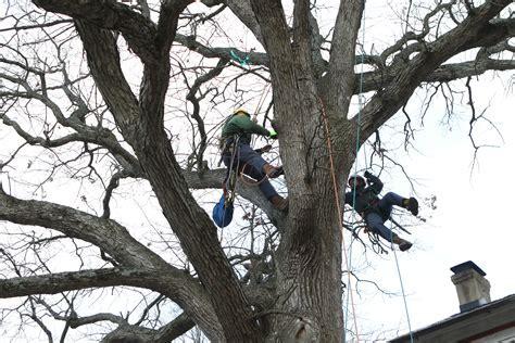 An-Affordable Tree Llc.