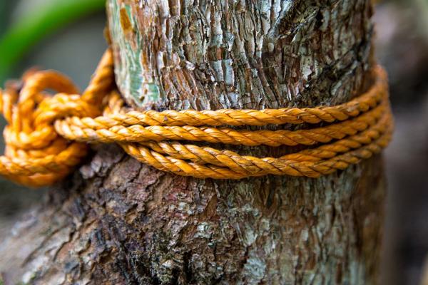 An-Affordable Tree Llc.