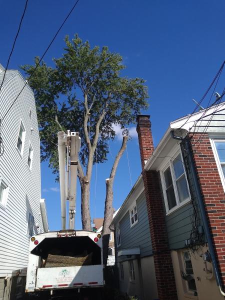 RGS Tree Service Inc