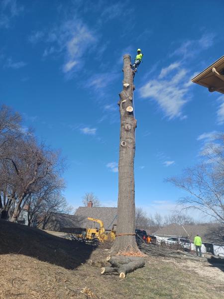 Carlos Tree Specialists