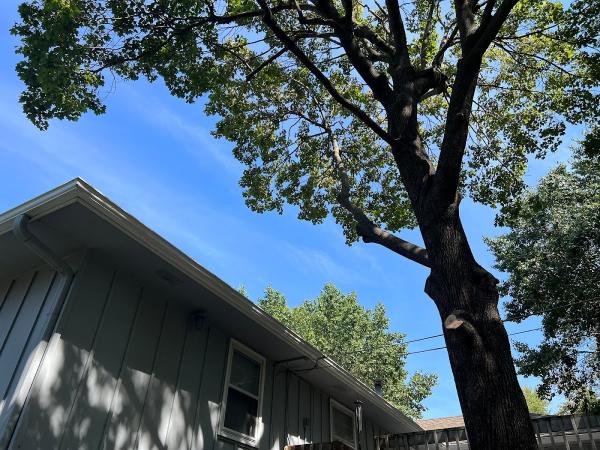 Carlos Tree Specialists