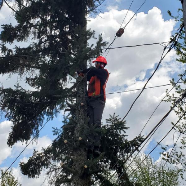 Proza Tree Service