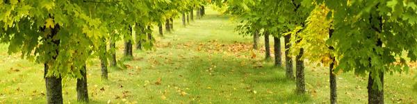 Quality Tree Experts Inc.
