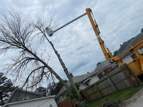 Ace Tree Services