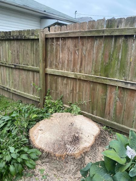 Ace Tree Services