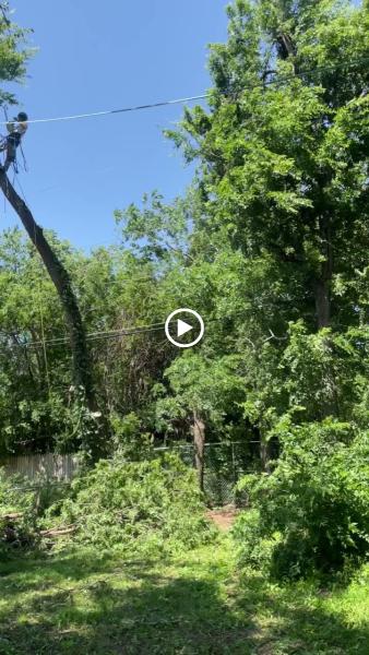 Fowler's Tree & Fence