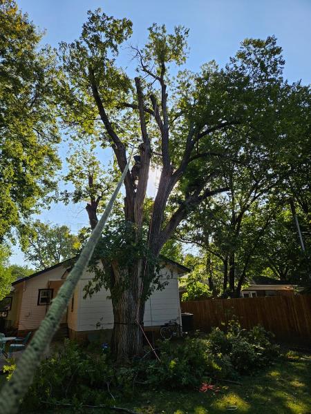 Fowler's Tree & Fence