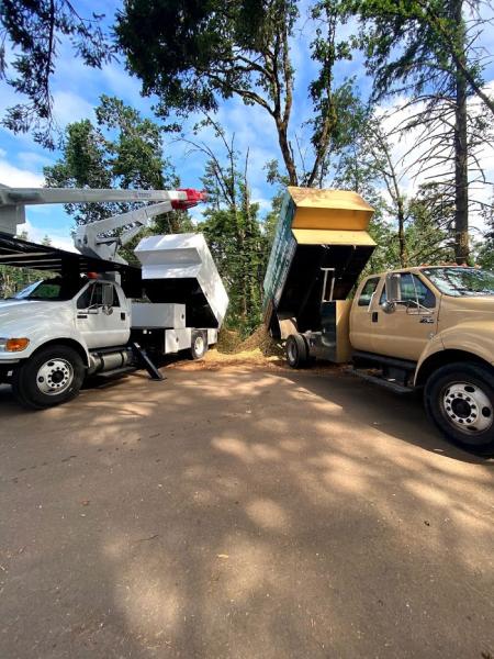 Santiam Tree Service