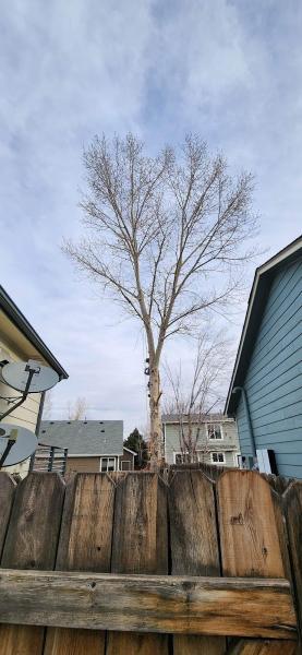 Riverdale Tree Services