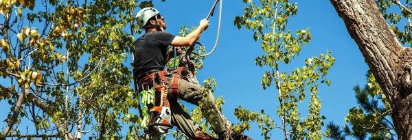 JJ Treetops LLC