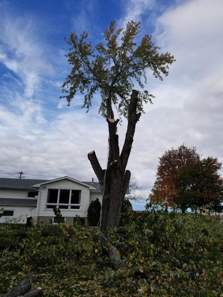 Prim and Proper Tree Service