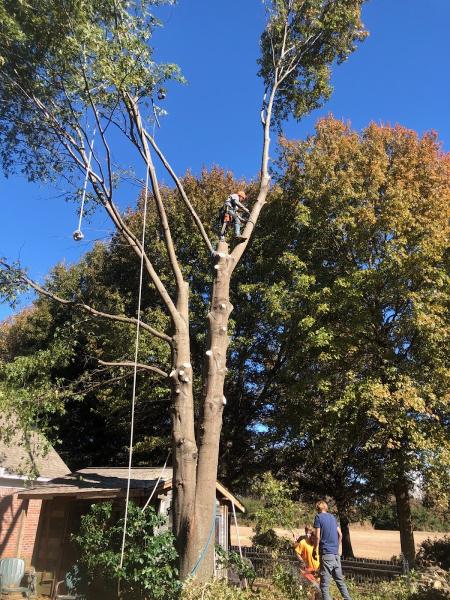 Hatchie Tree Service