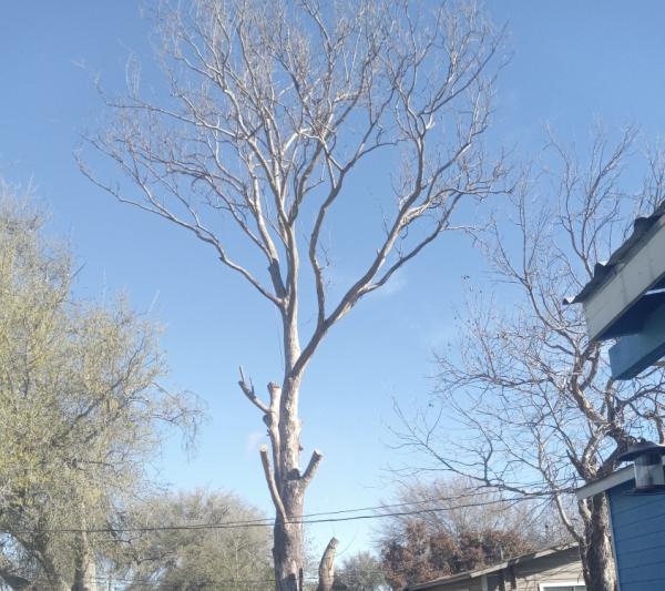 Jaimes Tree Service