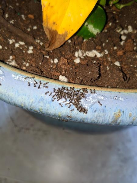 W4 Pest Management