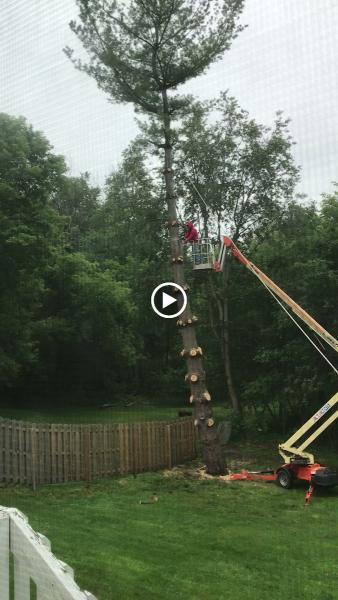 Woodchopper's Tree Service