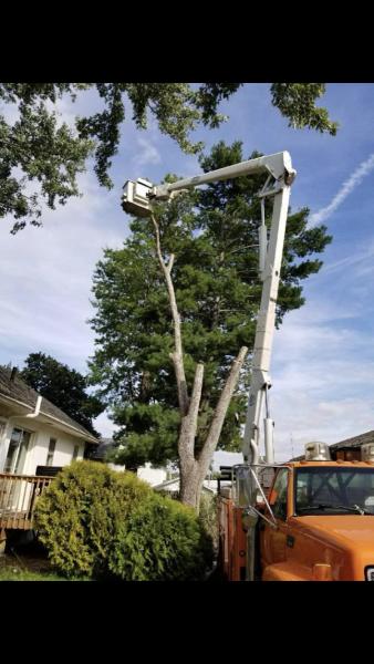 Iowas Premier Tree Service LLC