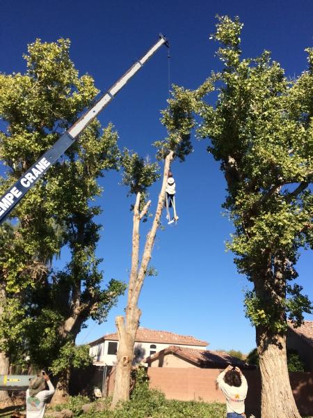 Tool Time Trees