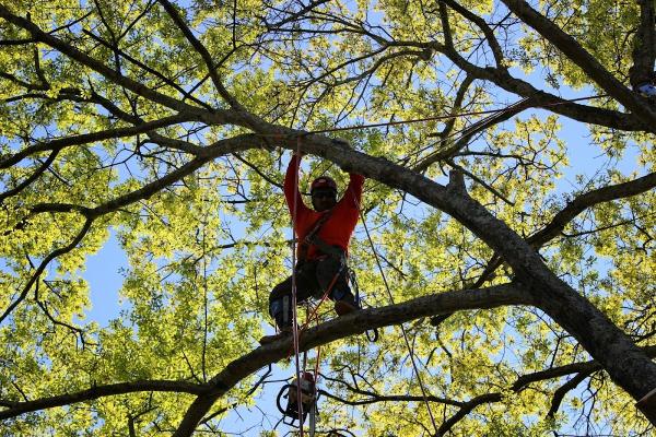 Norcross Tree Services
