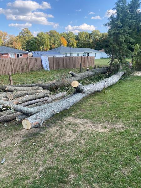 Wilschek Tree Service