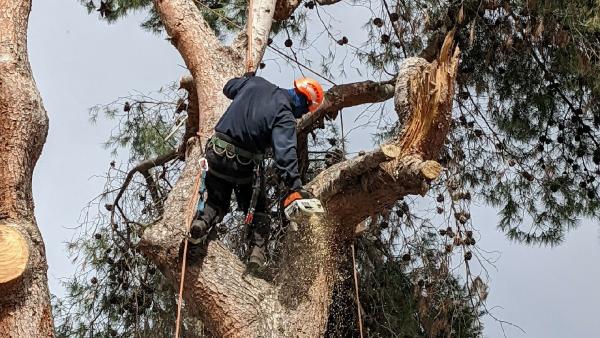 San Diego Tree Service Contractor