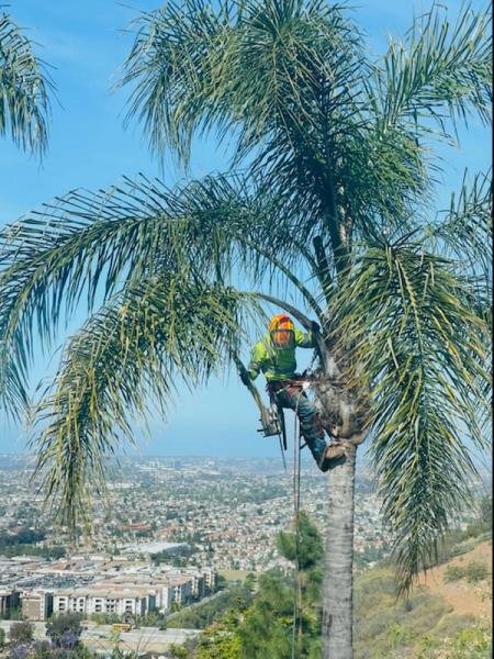 San Diego Tree Service Contractor