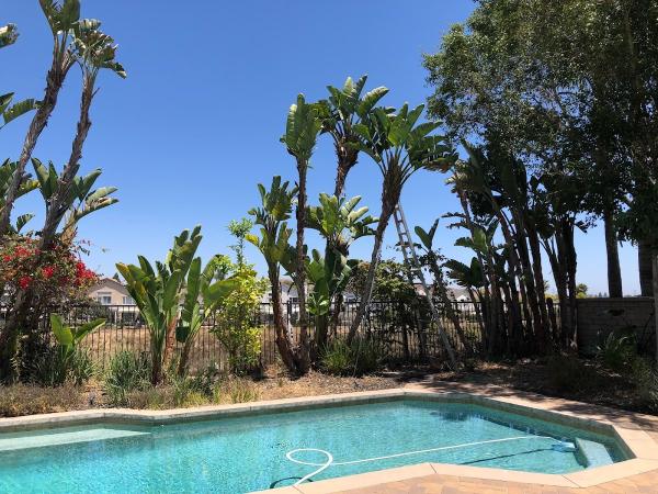 San Diego Tree Service Contractor