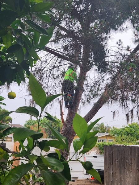 San Diego Tree Service Contractor