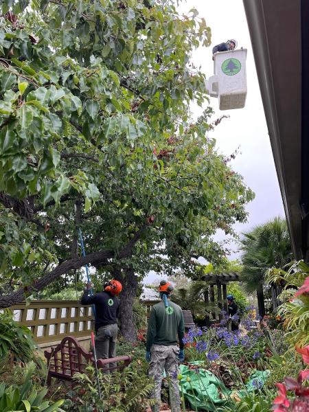 LC Tree Service