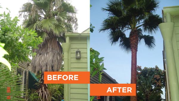 Lookin' Good Treeman Service LLC