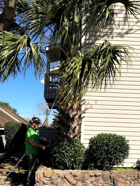 Lookin' Good Treeman Service LLC