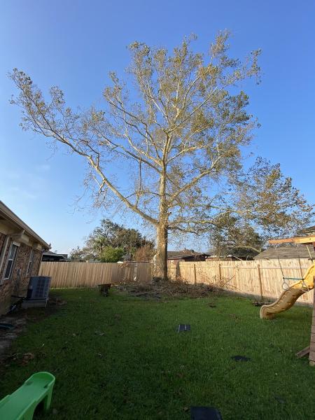 Lookin' Good Treeman Service LLC